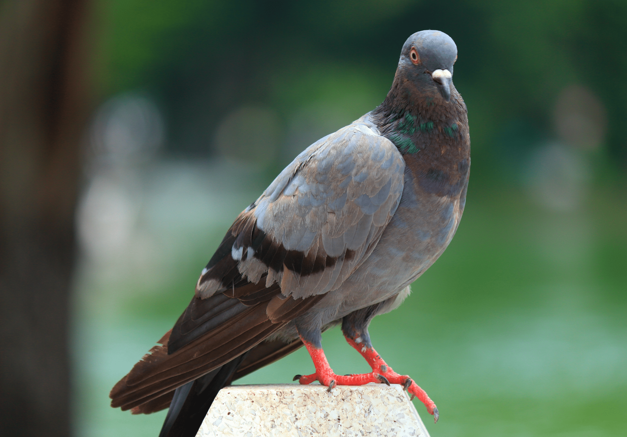 A pigeon with gray head, iridescent neck feathers, and dark wings perches on a light-colored surface