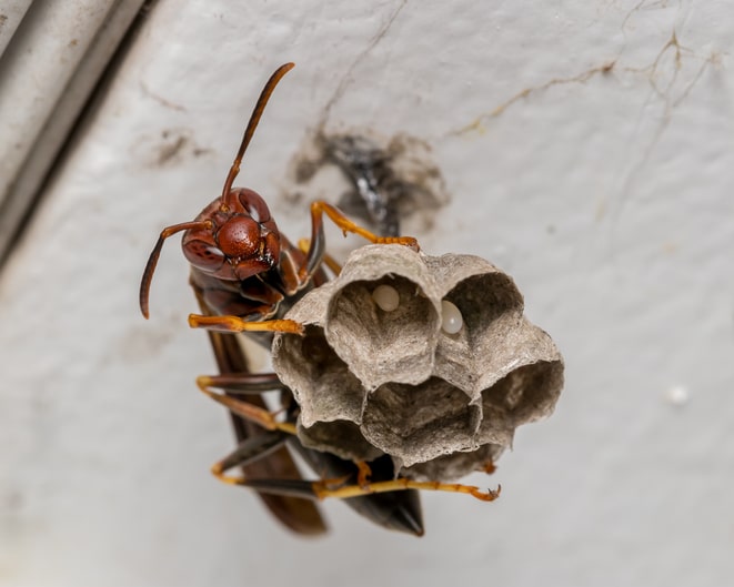 Northern paper wasp with eggs