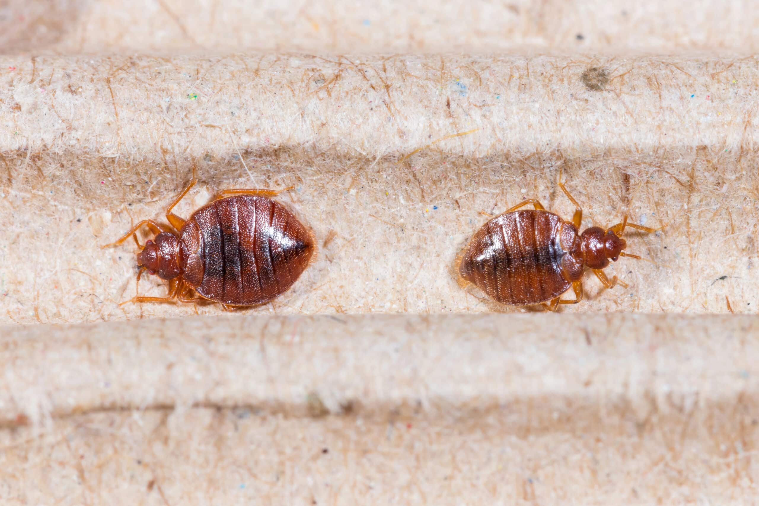 Two brown bed bugs on a light wooden surface