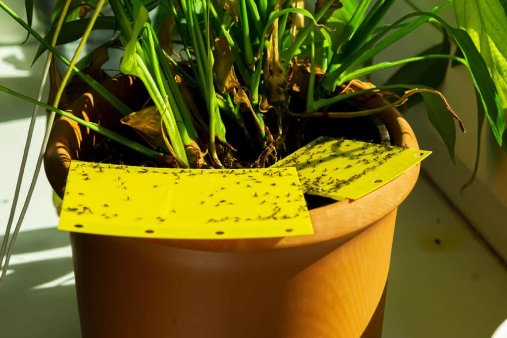Yellow sticky traps catching fungus gnats in potted houseplant soil