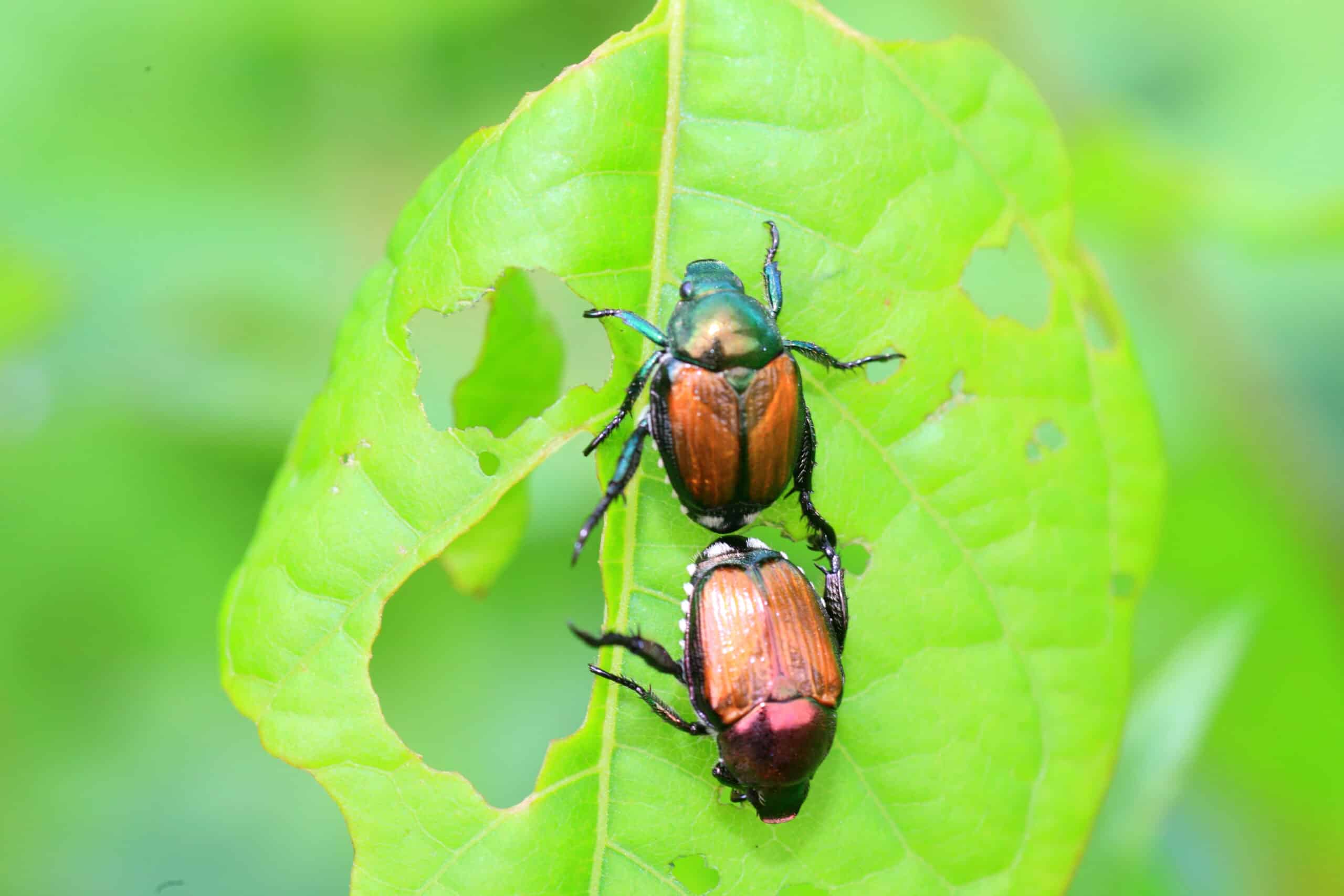 Two metallic beetles with reddish-brown wing covers perched on a green leaf with holes