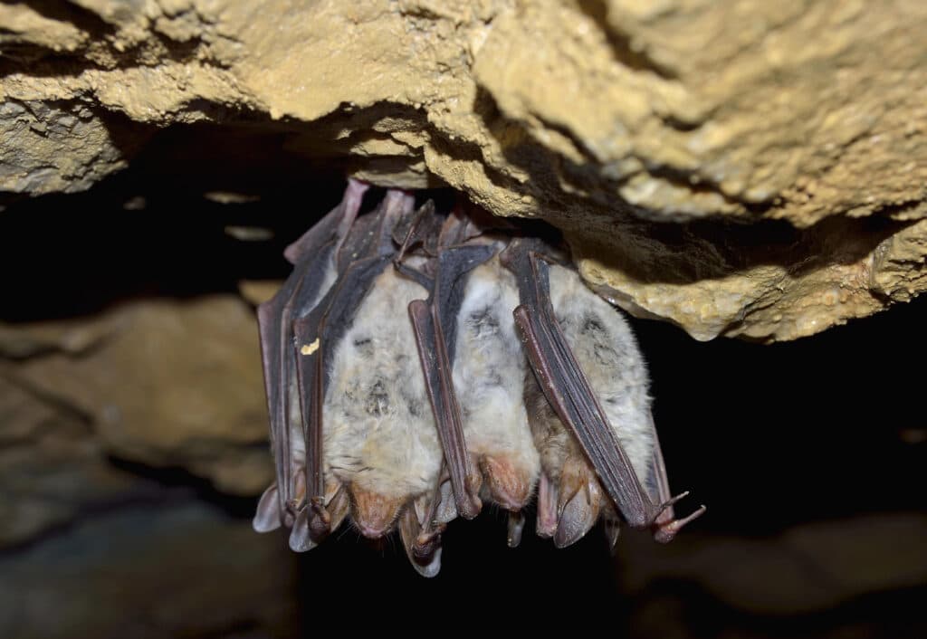 Bats roosting upside down on a cave ceiling during daytime