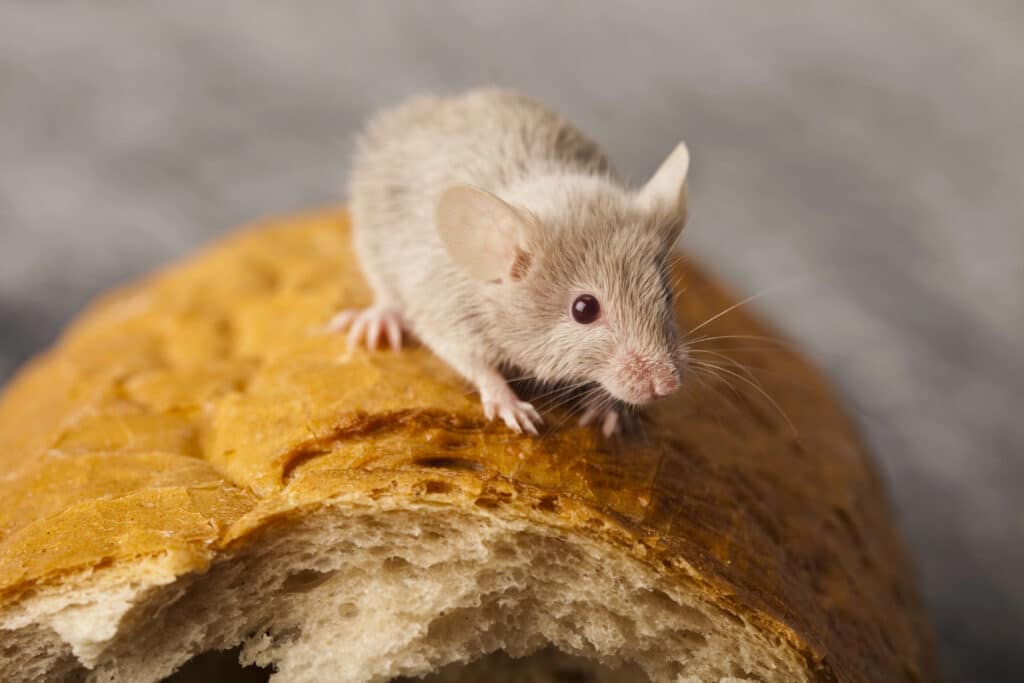 House mouse sitting on a loaf of bread.