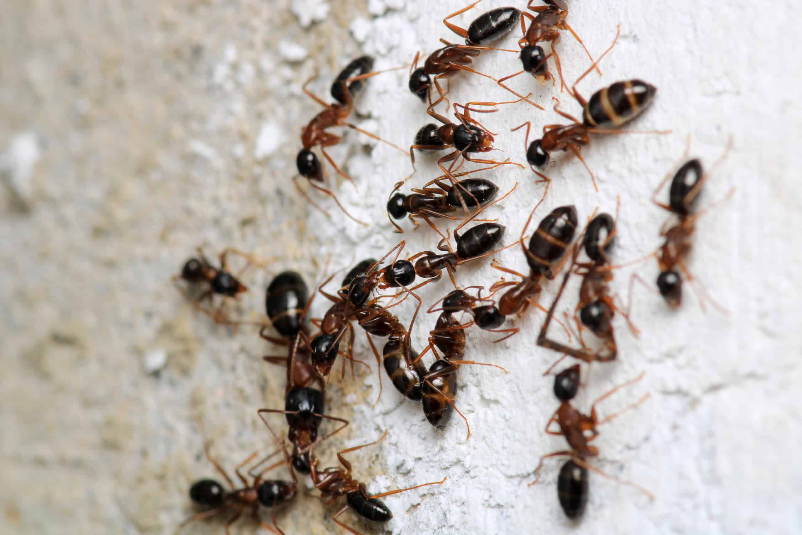 Cluster of Argentine ants with dark brown bodies and striped abdomens crawling along a wall surface.