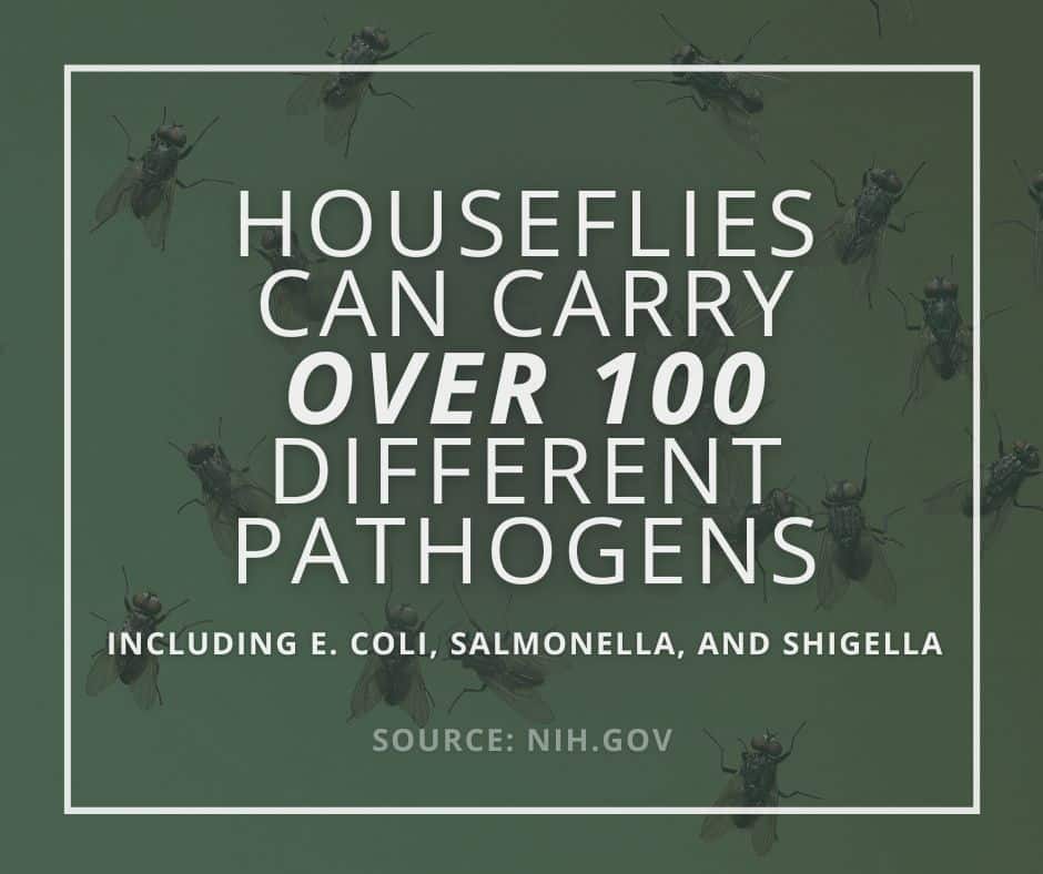 flies living indoors stat