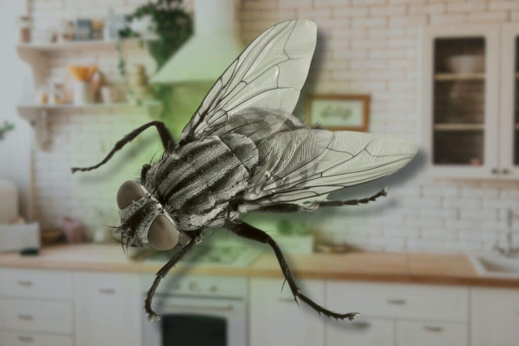how long do flies live