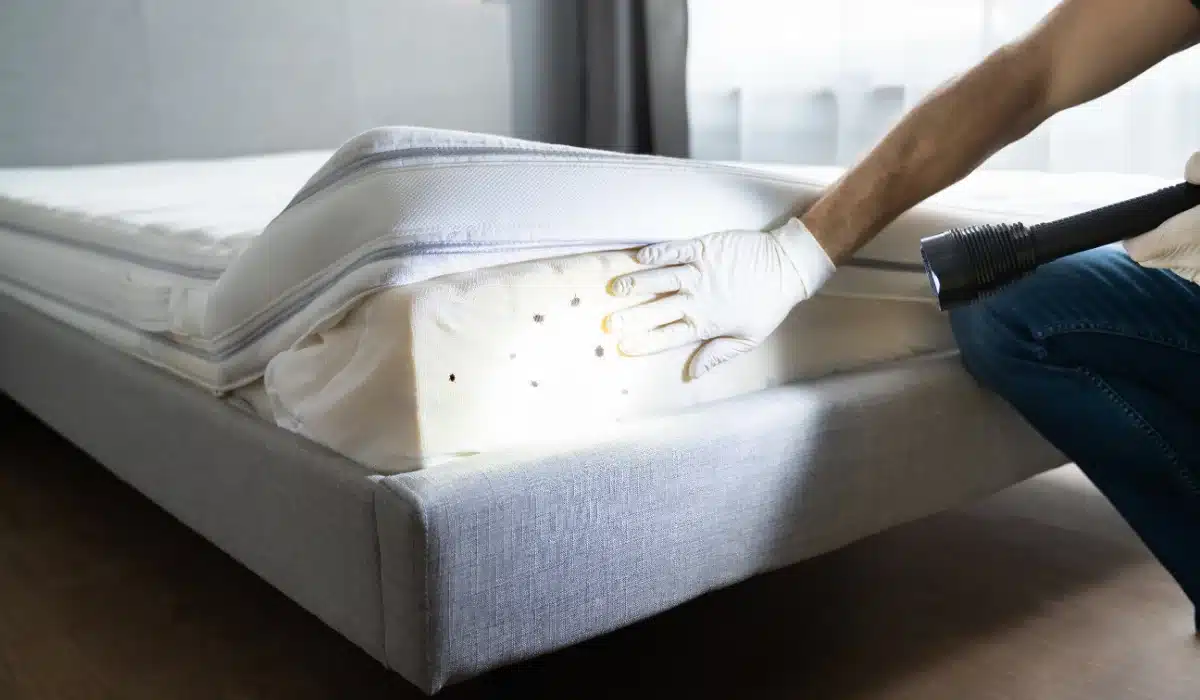 Person using UV light to inspect a mattress for bed bugs and stains