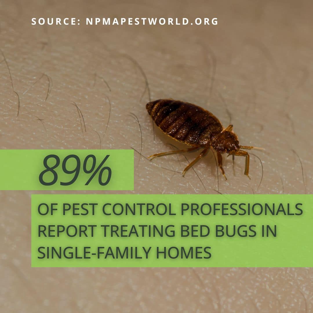 bed bug stat