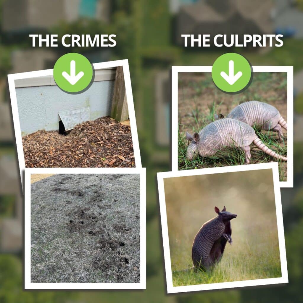 armadillo damage florida homes