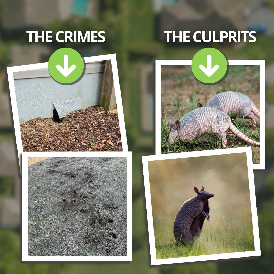armadillo damage florida homes