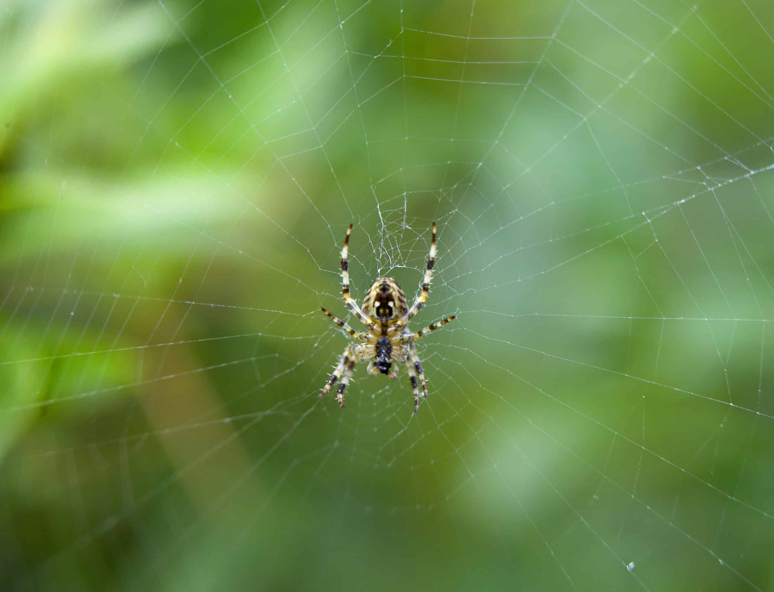 Close-up of a spider on its web with a green background, showing the detailed pattern of the orb web.