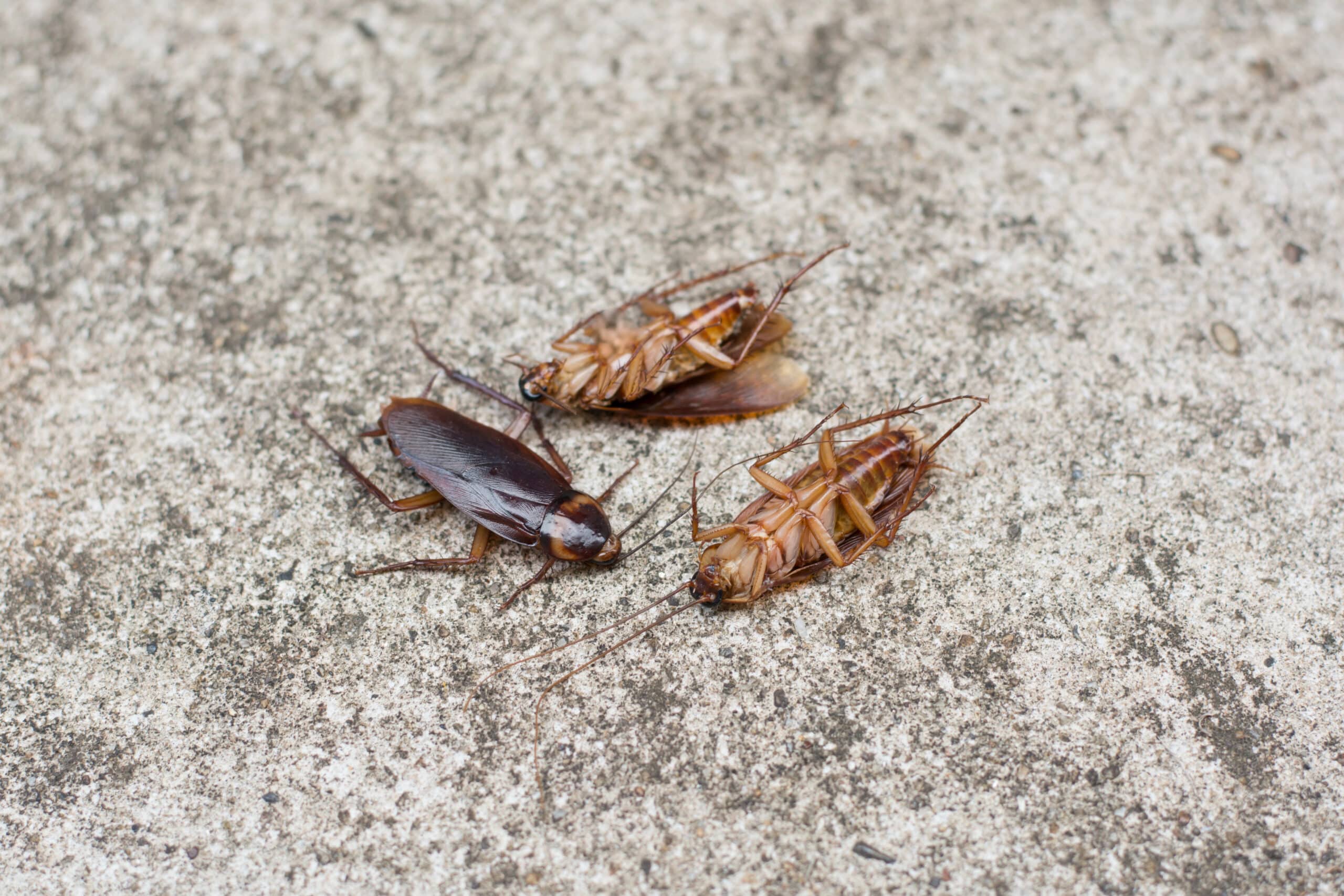 Close-up of three cockroaches on a concrete surface, showing dead and live roaches after pest control treatment.