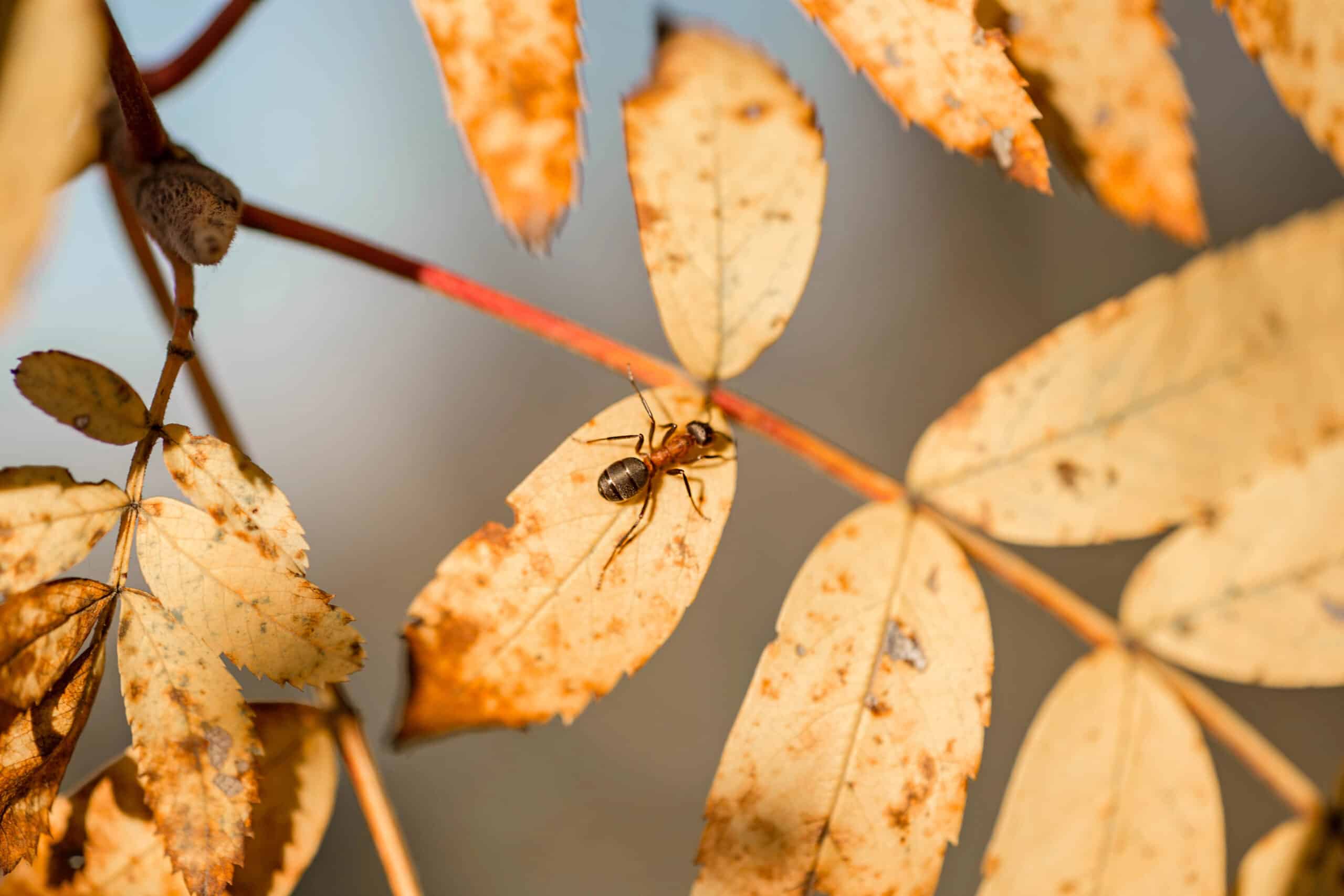 Brown ant crawling on dried autumn leaves with reddish stems against a light blue background