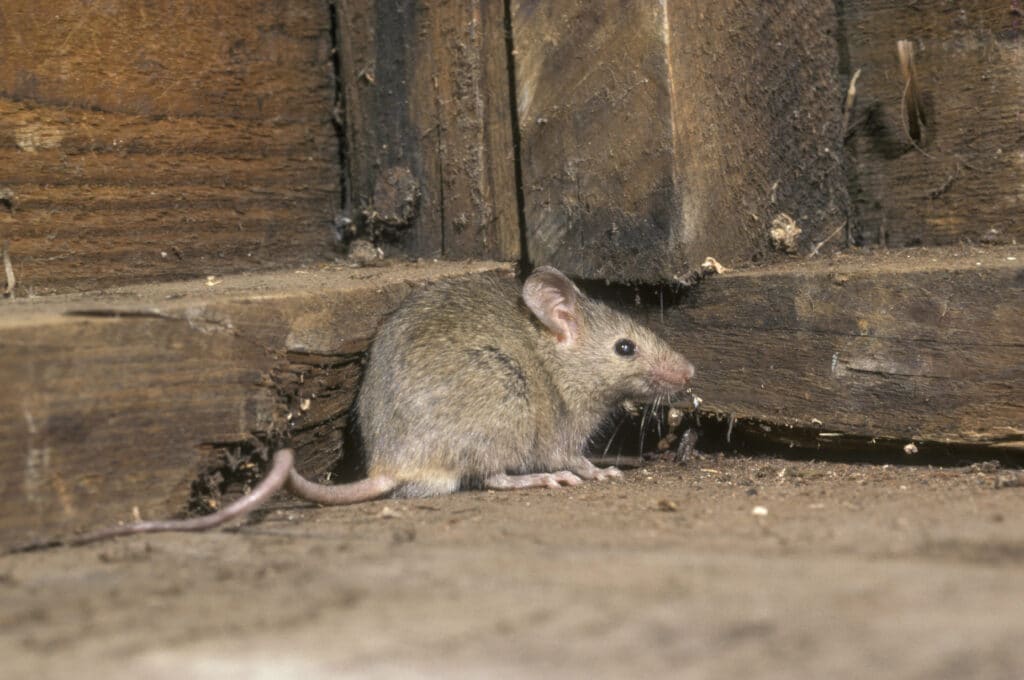 House mouse hiding in a wooden corner inside a home, showing typical nesting area for rodent infestations.