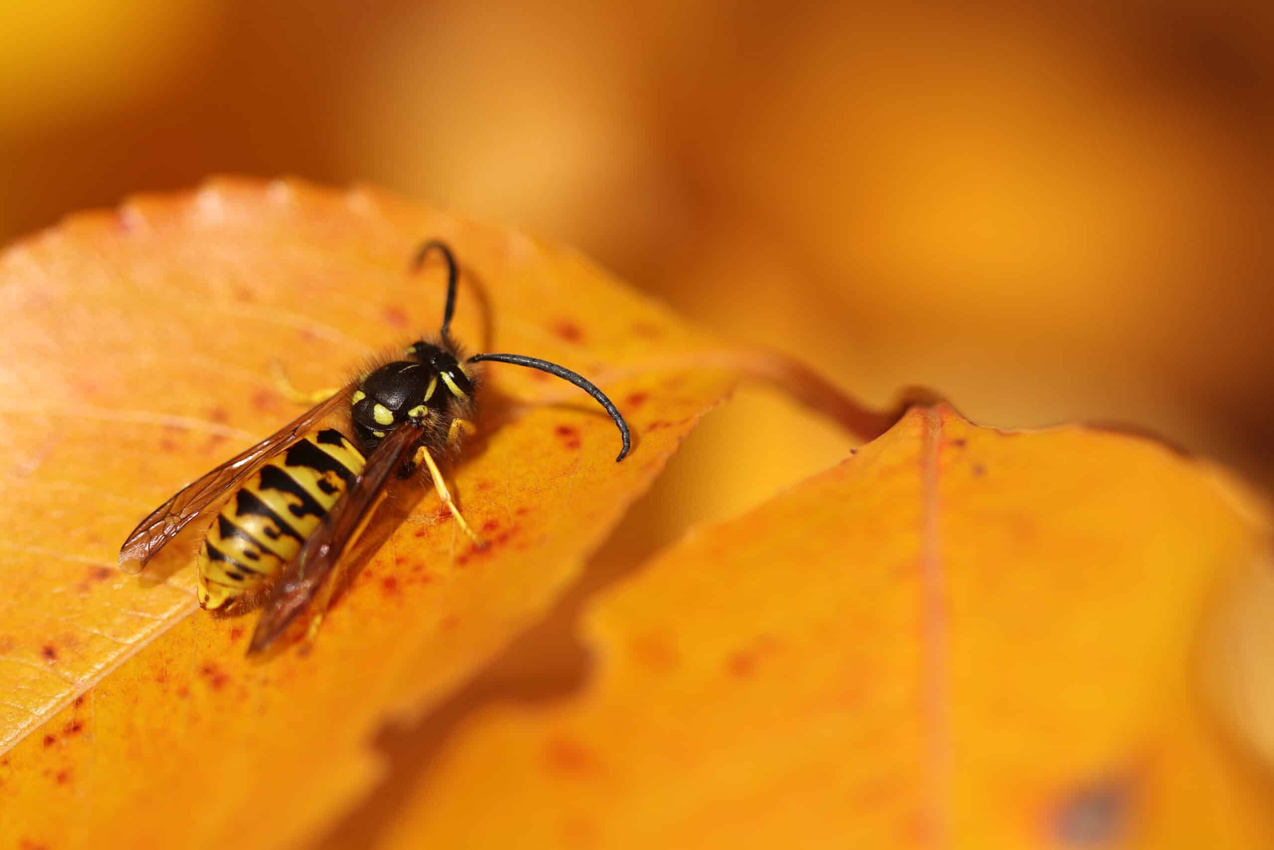 A wasp with black and yellow stripes stands on a yellow flower petal.