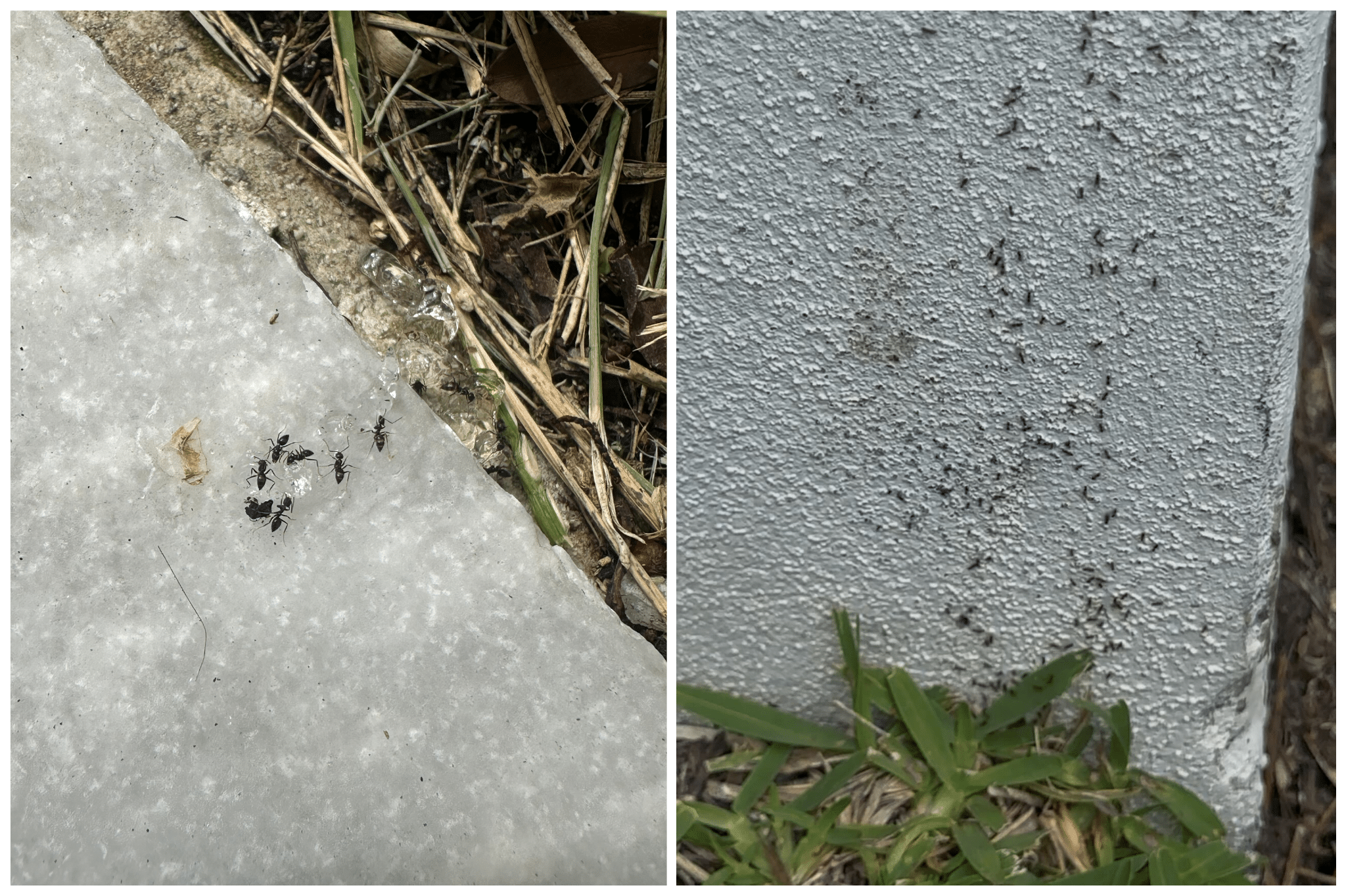 Close-up photos of ants outdoors — one image showing black ants on a stone surface, and another showing a trail of ants climbing a house foundation wall.