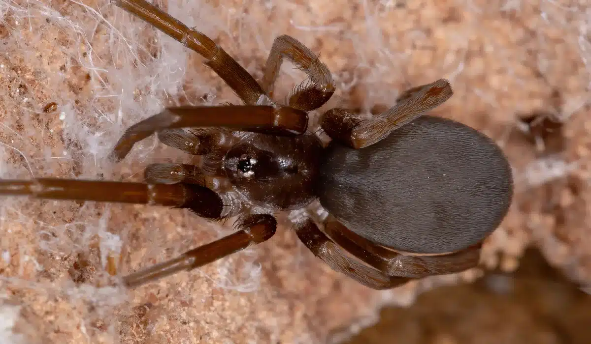 Dark brown spider with long legs and round abdomen on sandy ground
