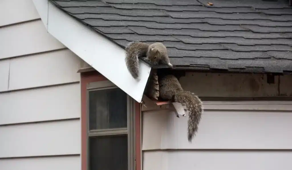 Squirrels in attic