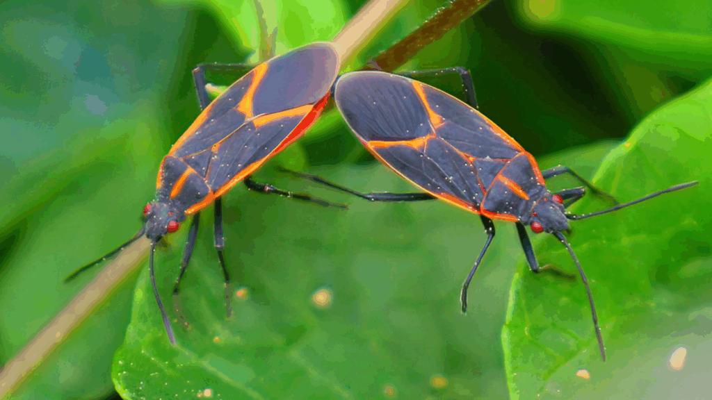 boxelder bug control