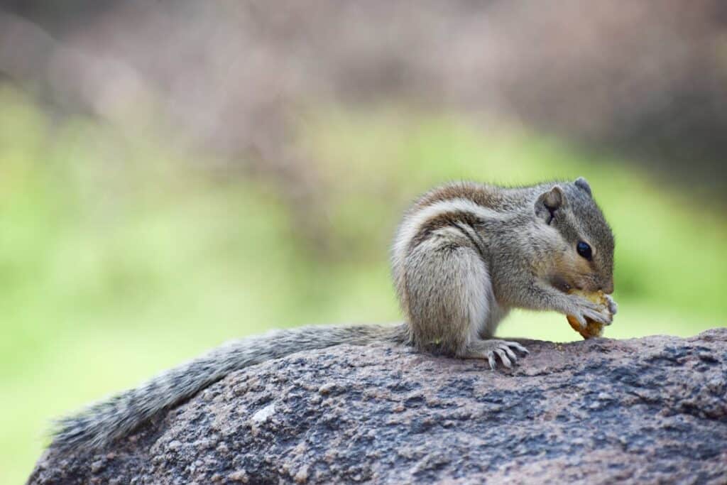 chipmunk control