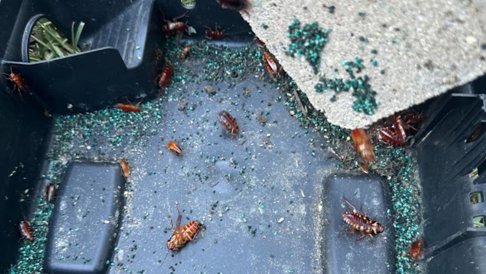 Roach bait station with cockroaches gathered around green bait granules.