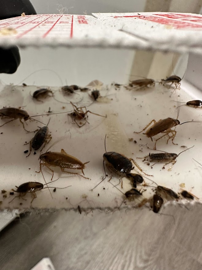 Palmetto bugs trapped on a sticky board inside a West Palm Beach home.