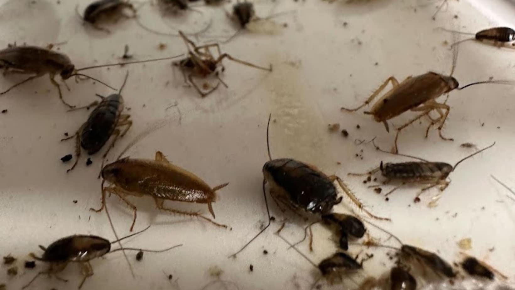 Several cockroaches trapped on a sticky pest control board placed indoors.