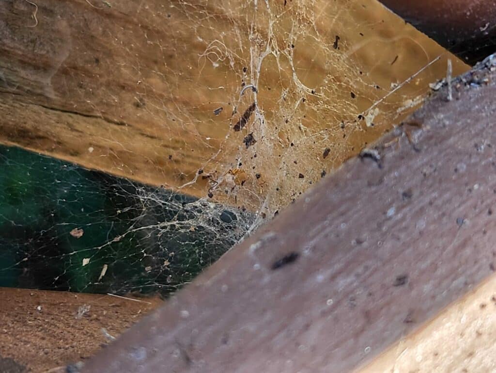 Dusty spider web between wooden beams with small debris.