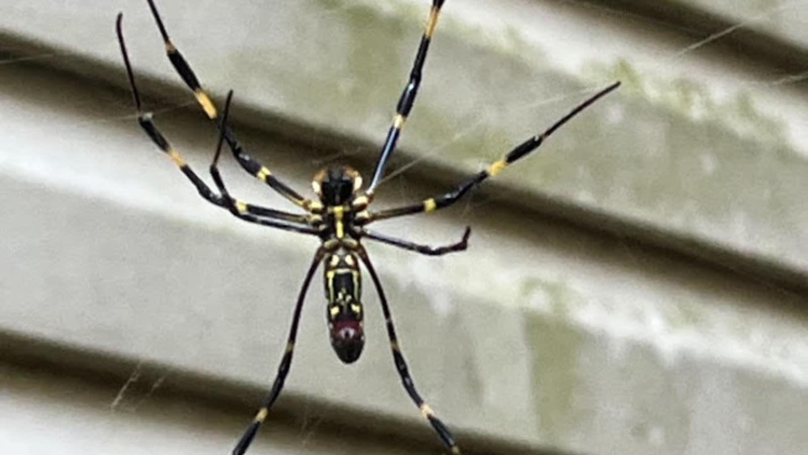 Joro spider with yellow and black markings hanging in its web near a house wall.