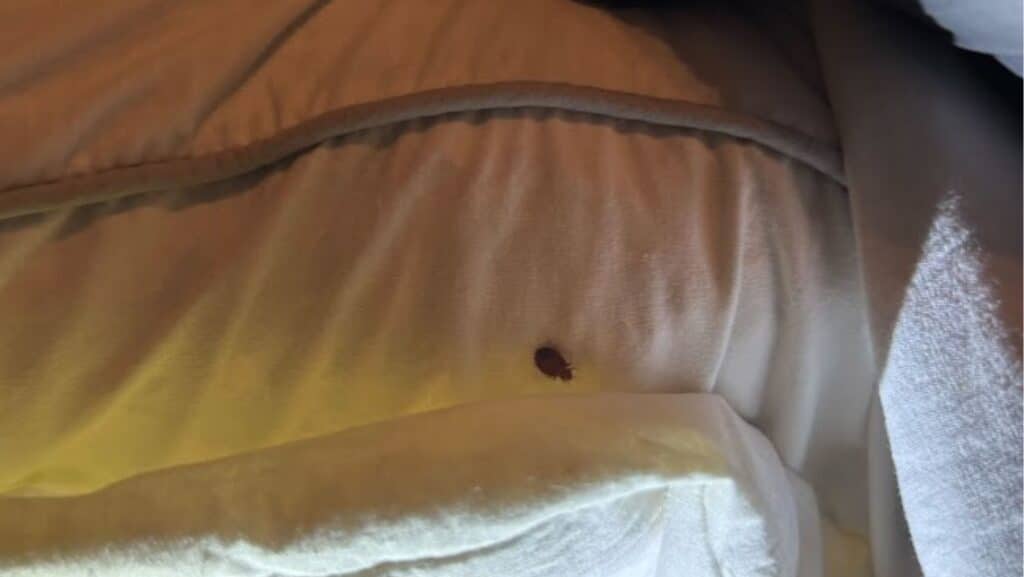 A gloved hand lifts the edge of a mattress to reveal a small brown bed bug resting near the seam on white bedding.