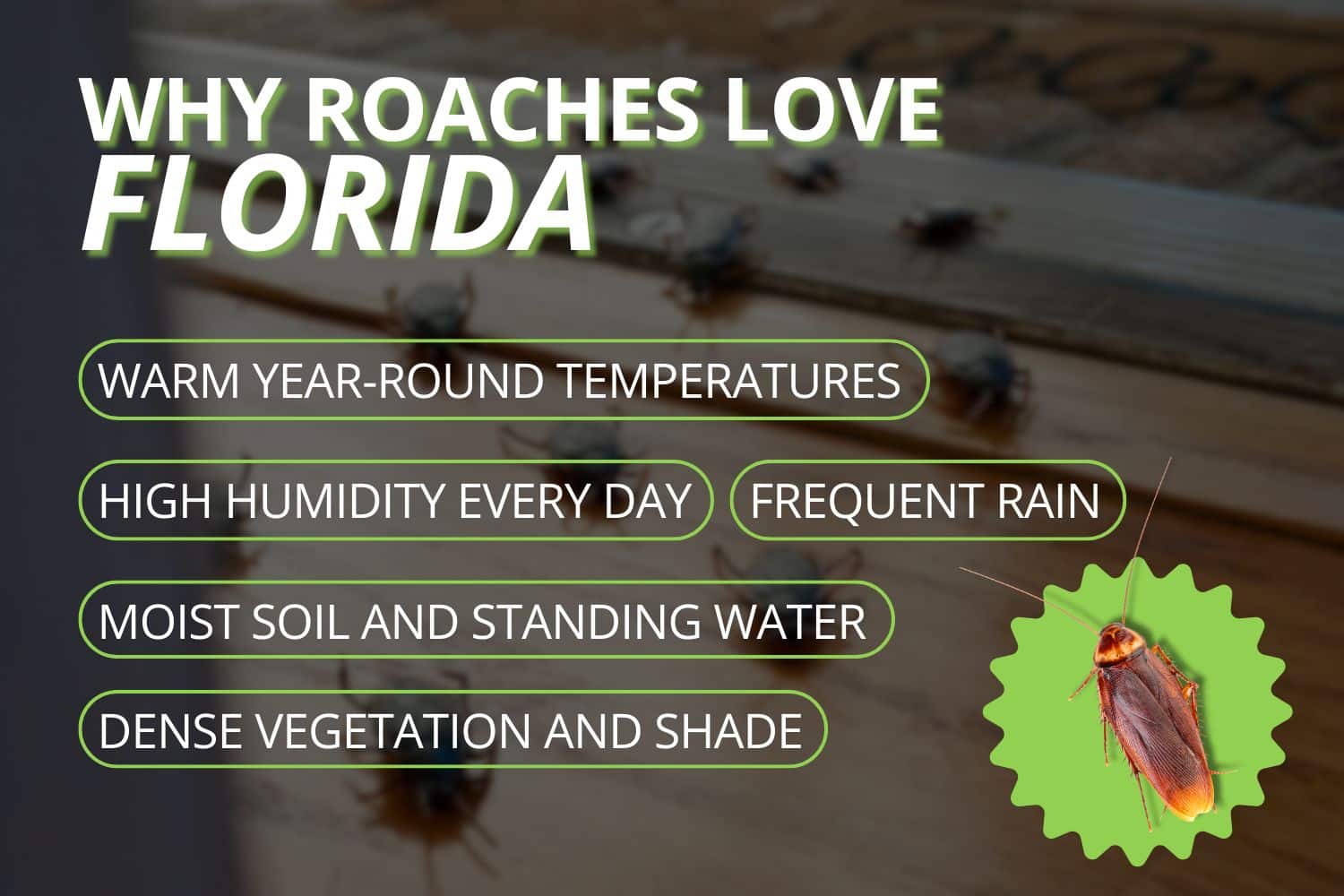 why roaches thrive in florida