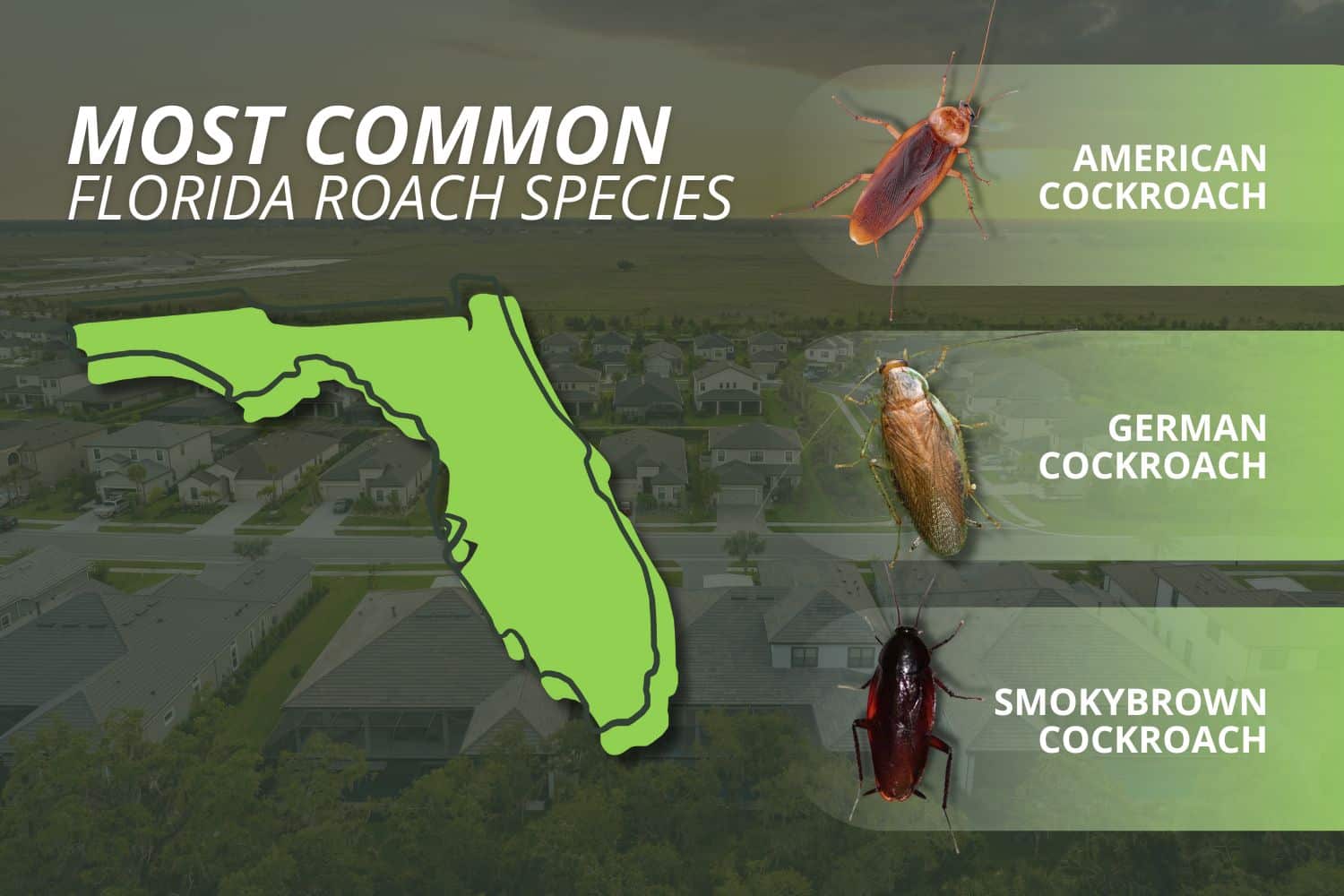 common roaches in florida