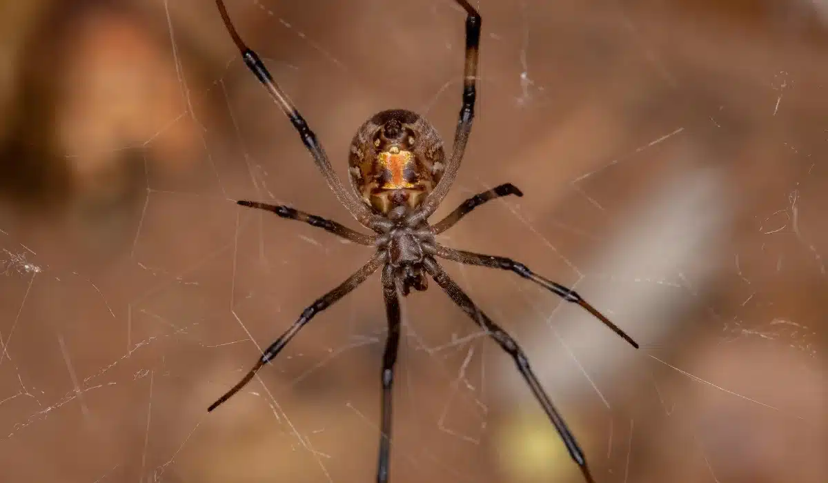 Brown Widow Spider
