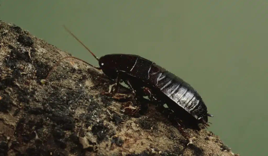Oriental Cockroach