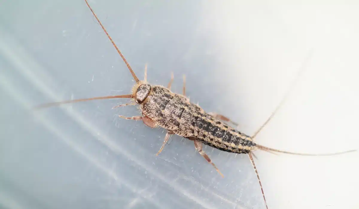 How To Prevent Silverfish Infestations In Atlanta, Georgia Homes