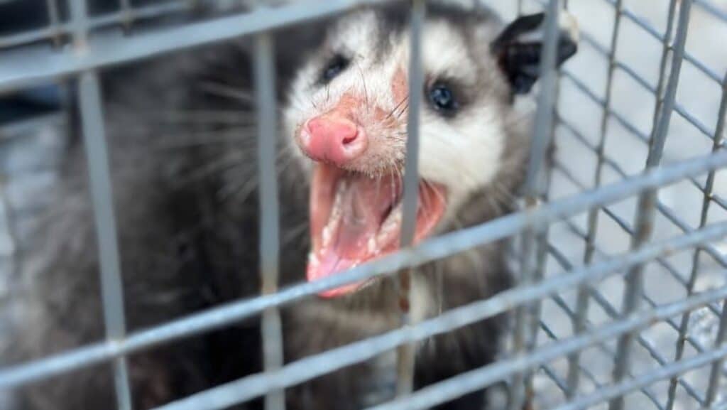 Wildlife in Deerfield Beach