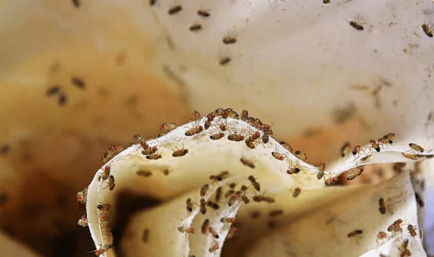 severe bed bugs infestation