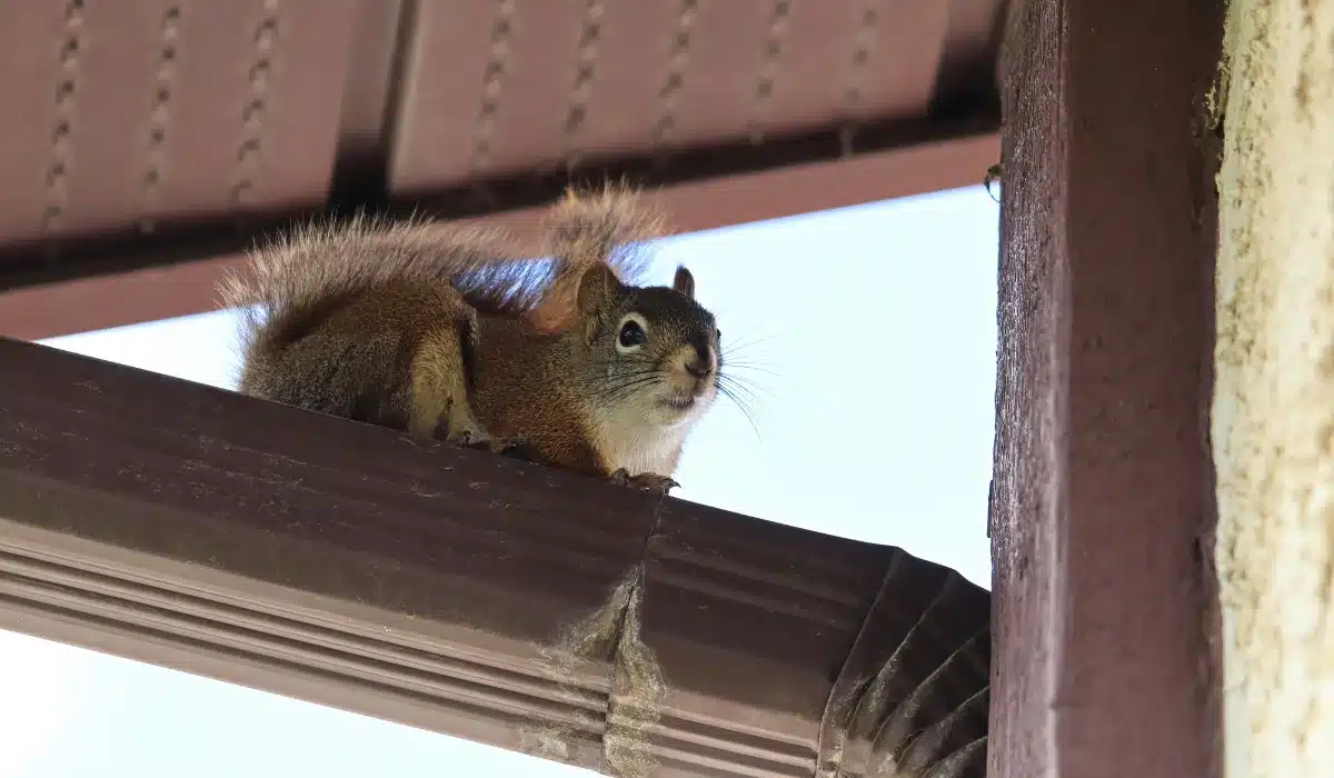 A brown squirrel with a blue tag sits on a wooden eaves trough against a clear sky.