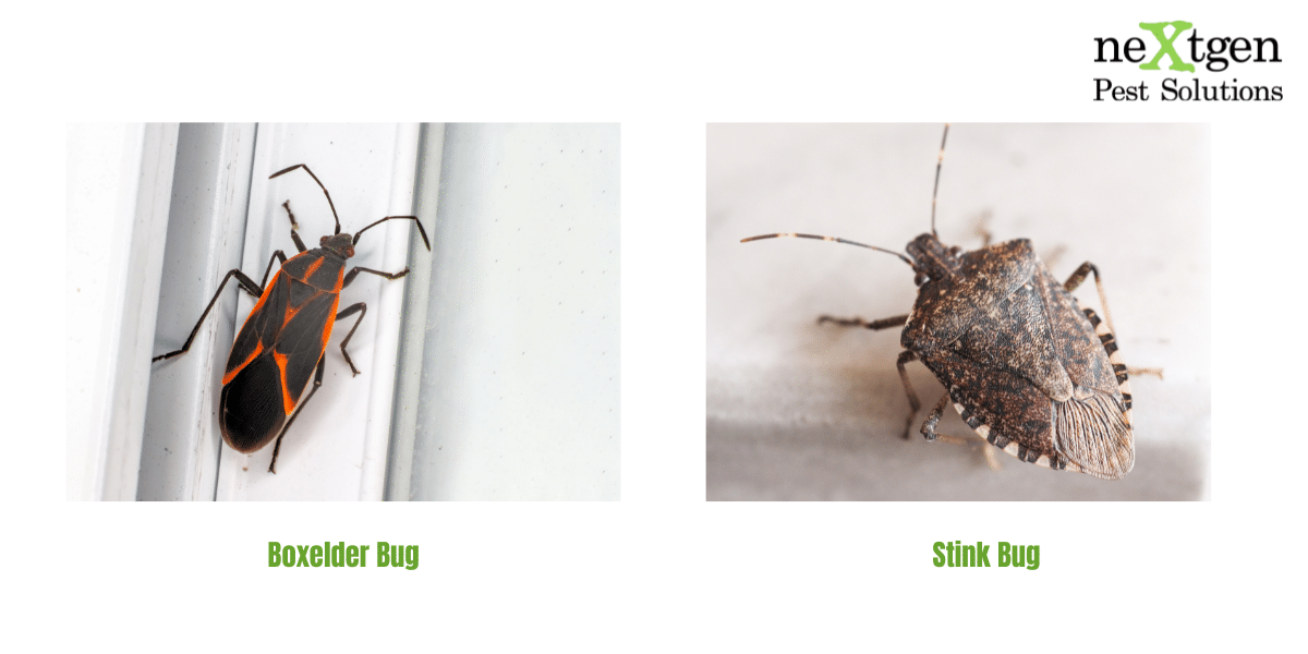 Side-by-side comparison showing a boxelder bug with black and red markings on the left and a brown shield-shaped stink bug on the right, highlighting differences in color and body shape.