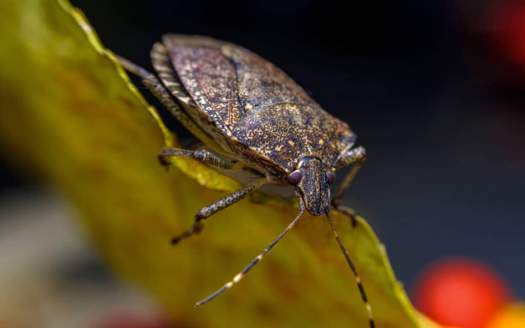 Close-up photo of a brown stink bug perched on a yellow leaf, showing its shield-shaped body and long antennae.