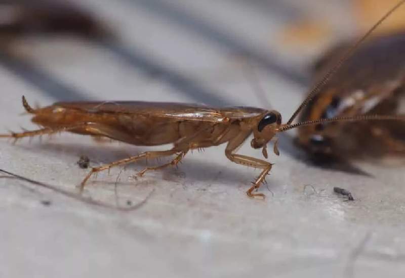 German cockroach infestation on a yacht in Florida, highlighting the need for expert yacht pest control and roach extermination services in humid environments.