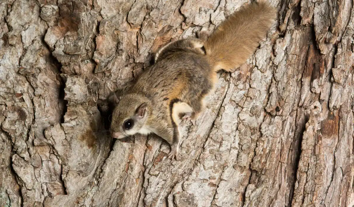 Southern Flying Squirrel