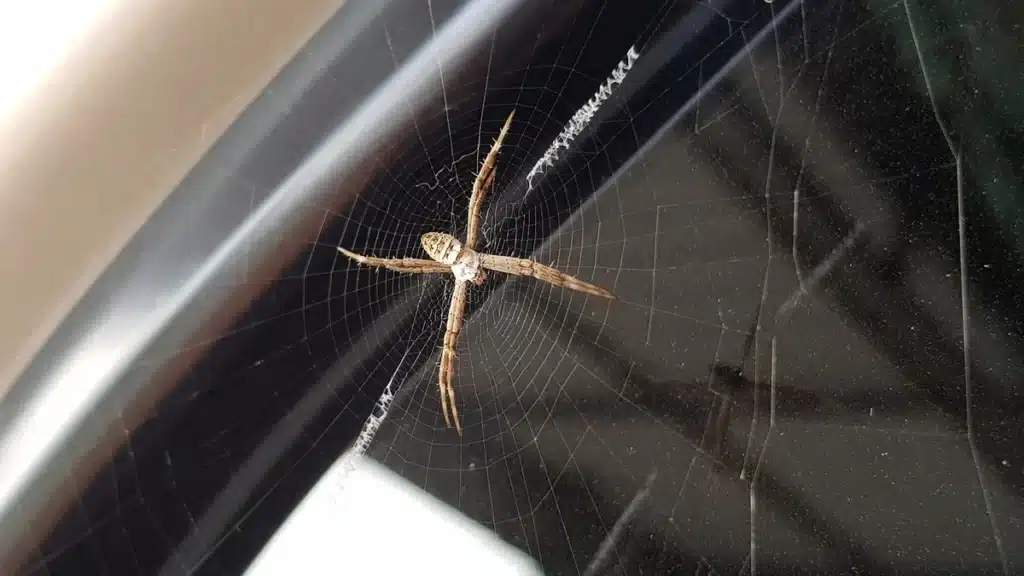 A spider sitting in the center of its web on a car window. Knowing how to get rid of spiders in a car can help prevent infestations and keep the vehicle pest-free.
