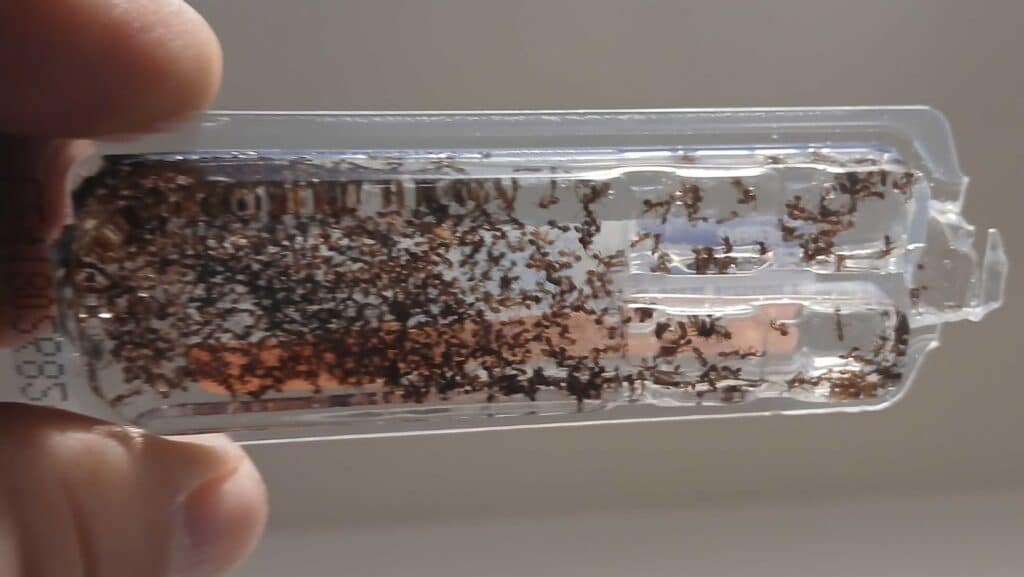 Ants clustering inside a bait station during winter