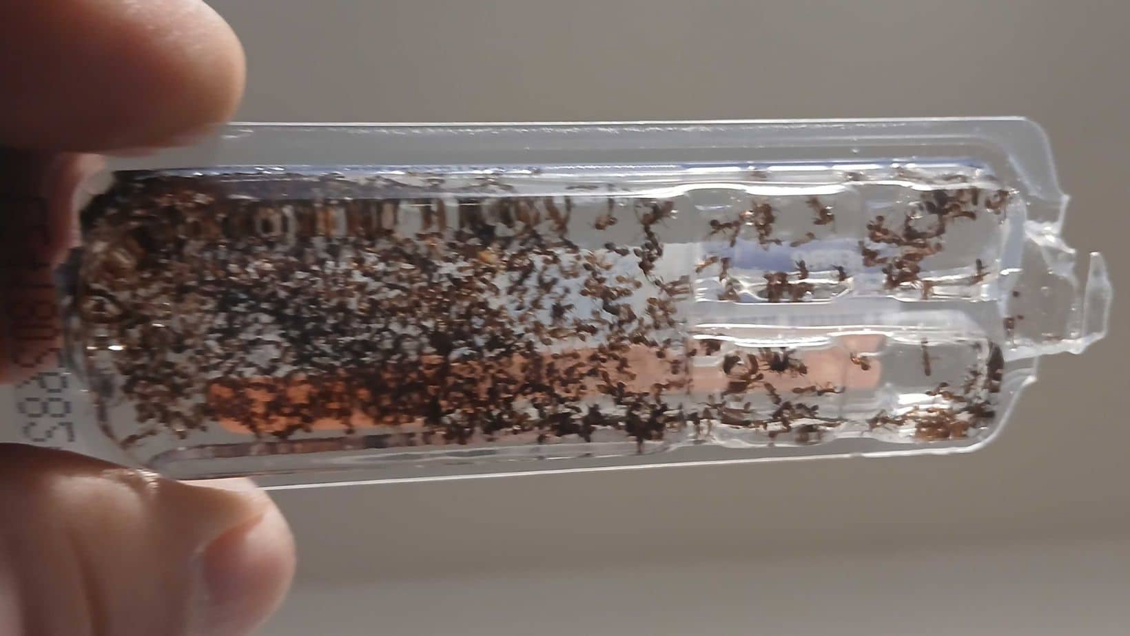 Ants clustering inside a bait station during winter