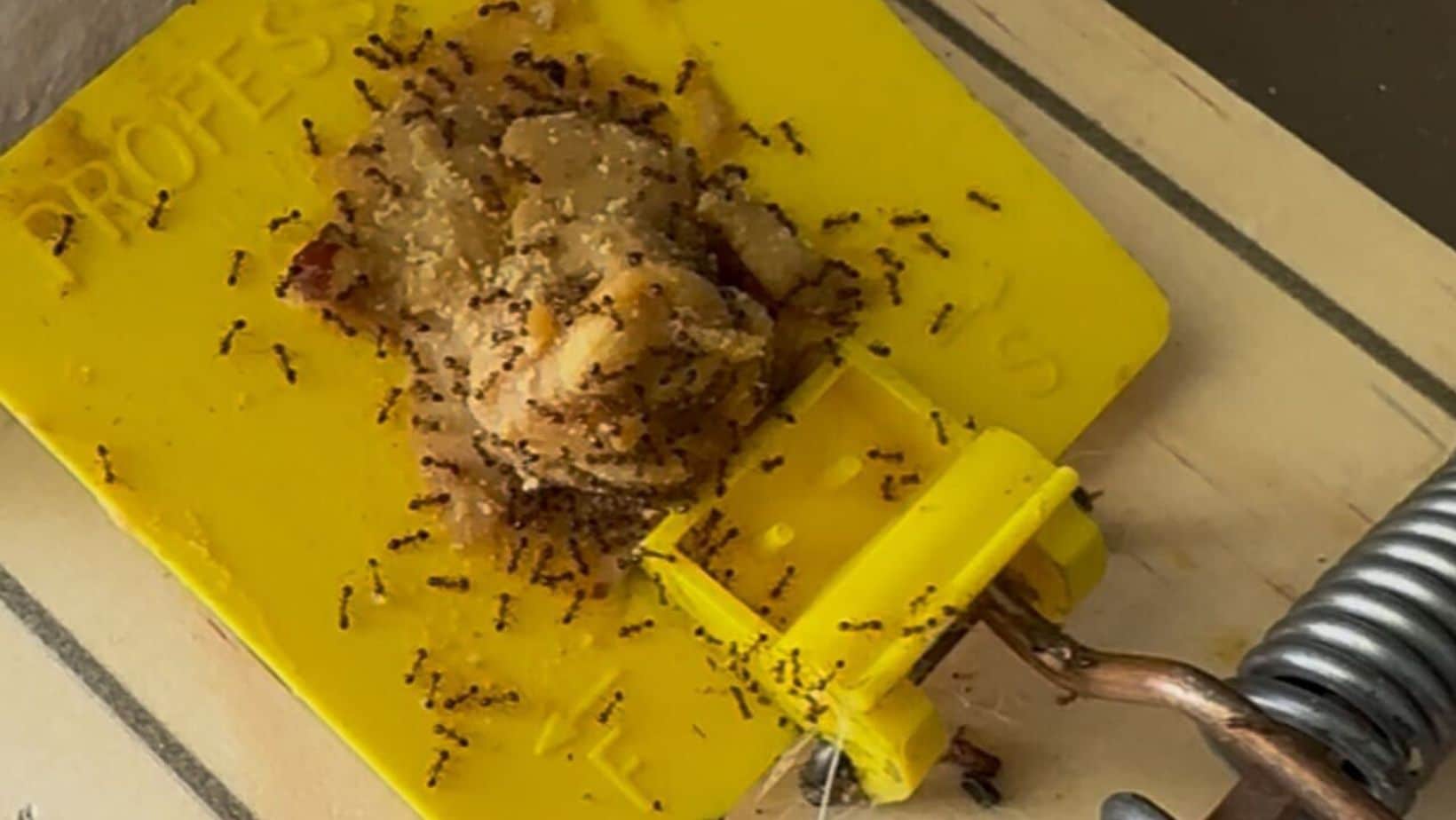 Ants gathering on a bait placement indoors during winter.