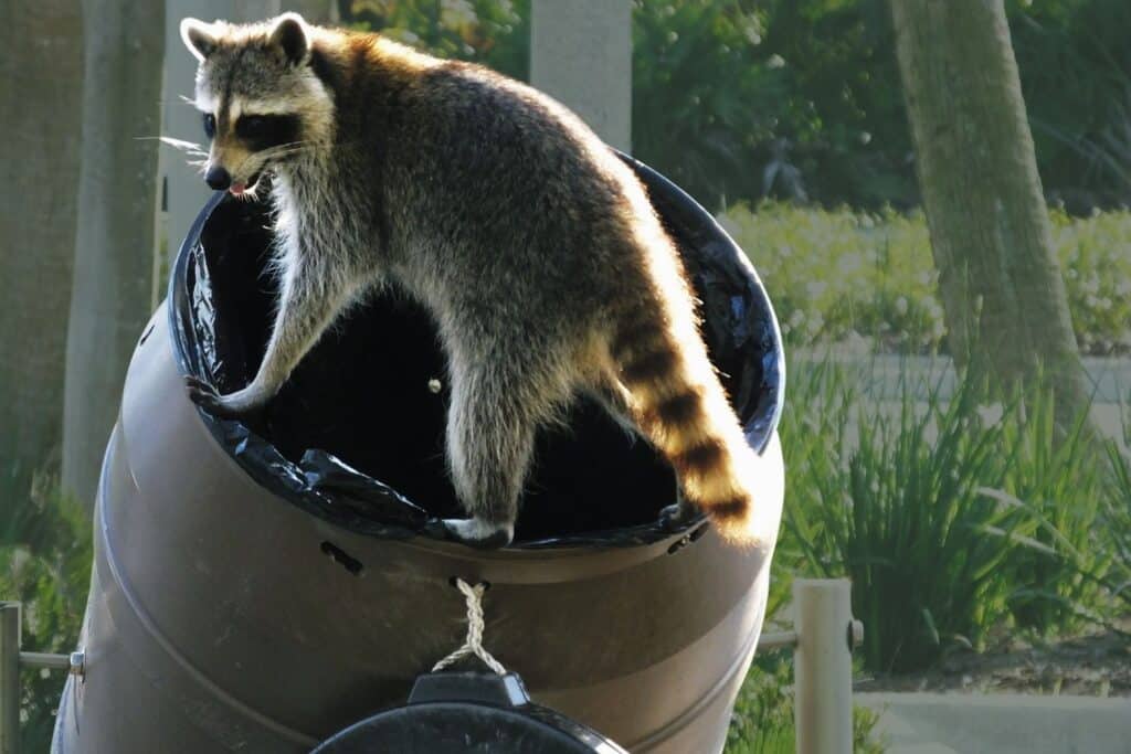 are raccoons dangerous