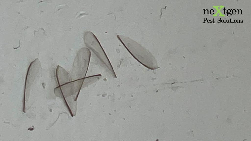 Discarded termite wings found indoors after a swarm event.
