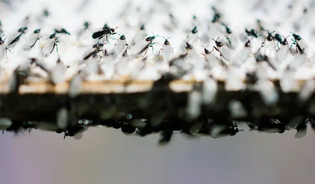 flying ants swarm