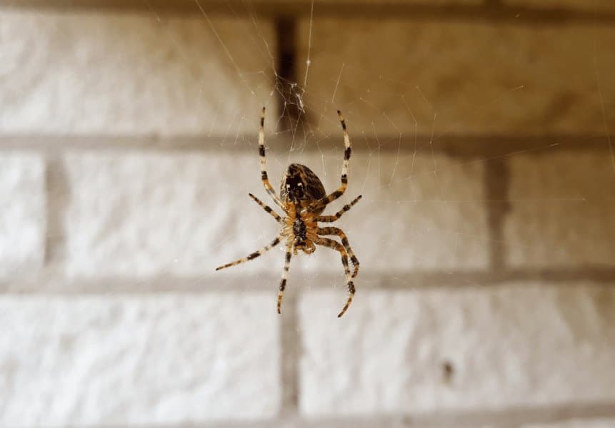 Close-up of a spider hanging upside down on its web against a brick wall background.